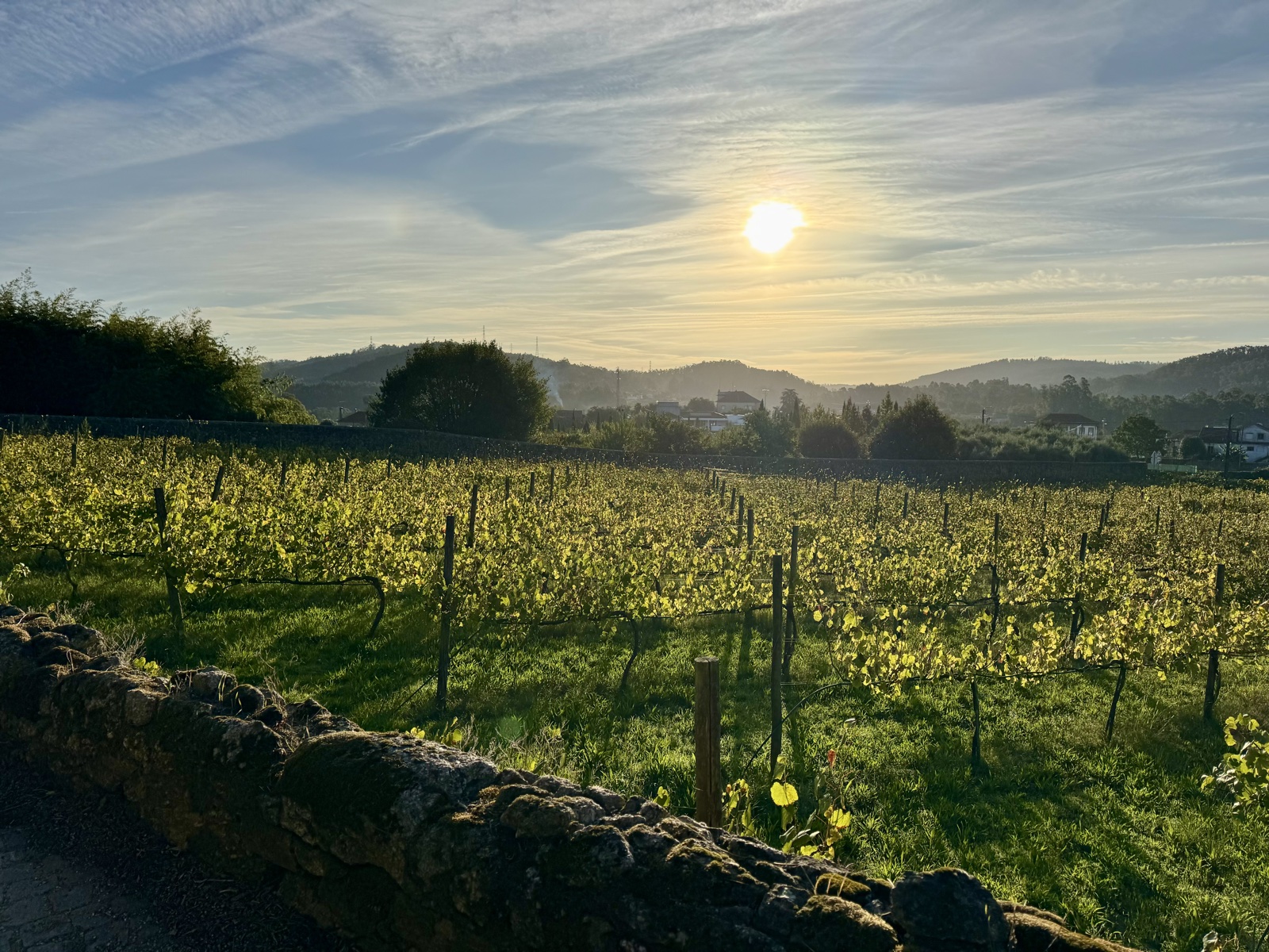 Rows of grapevines in a sunlit field at dawn, low hills and a village behind, a
          mossy stone wall in the foreground.