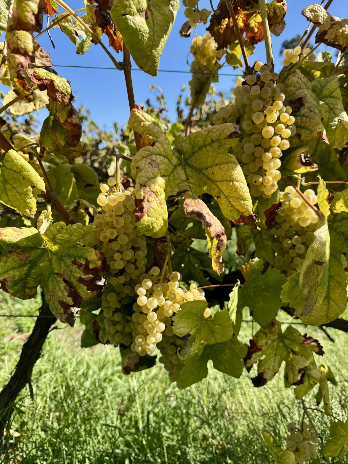 Bunches of green grapes hanging among yellowing vine leaves against a blue sky.