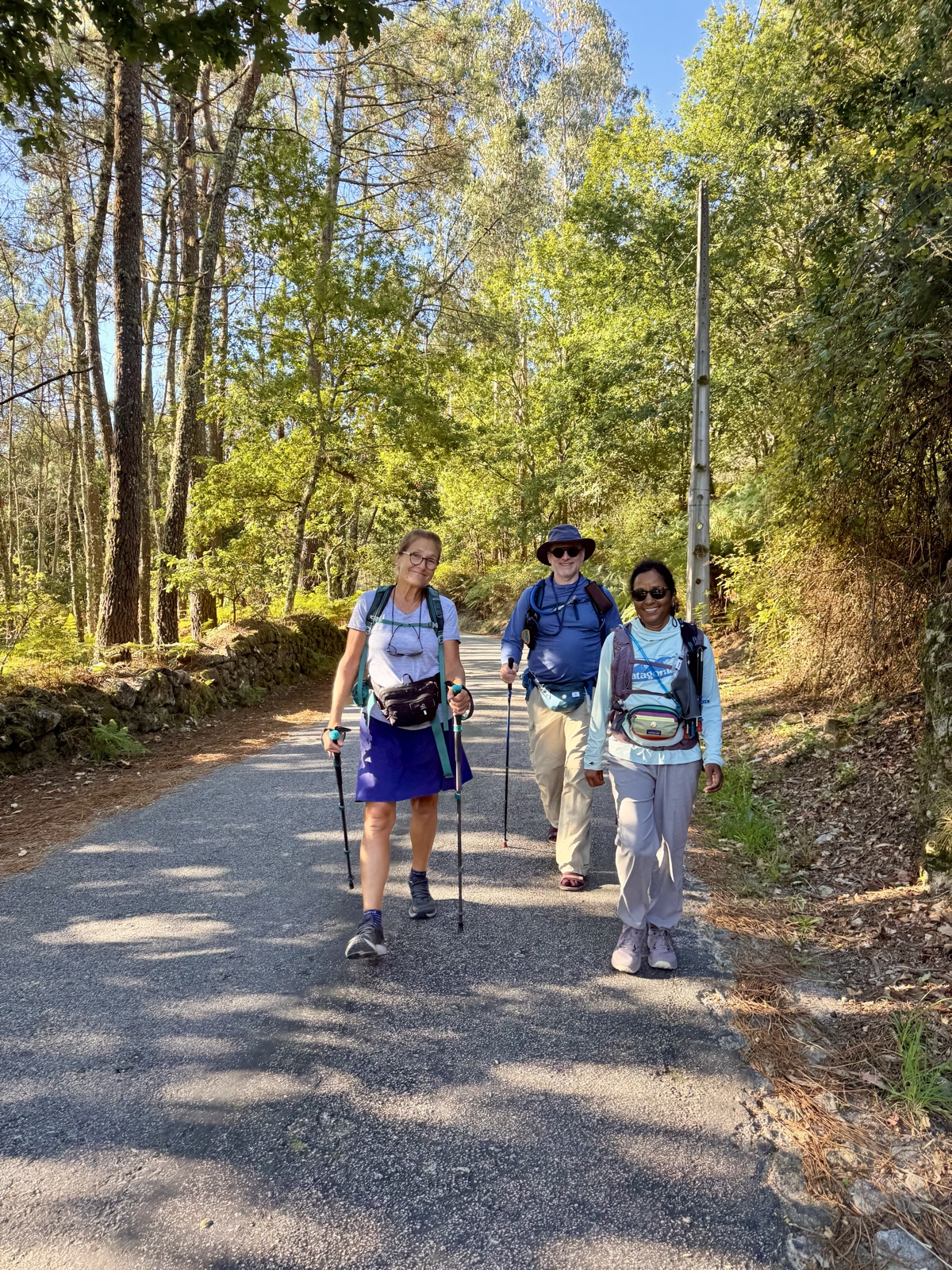 Three pilgrims with poles walking toward the camera on a shaded lane through tall trees.