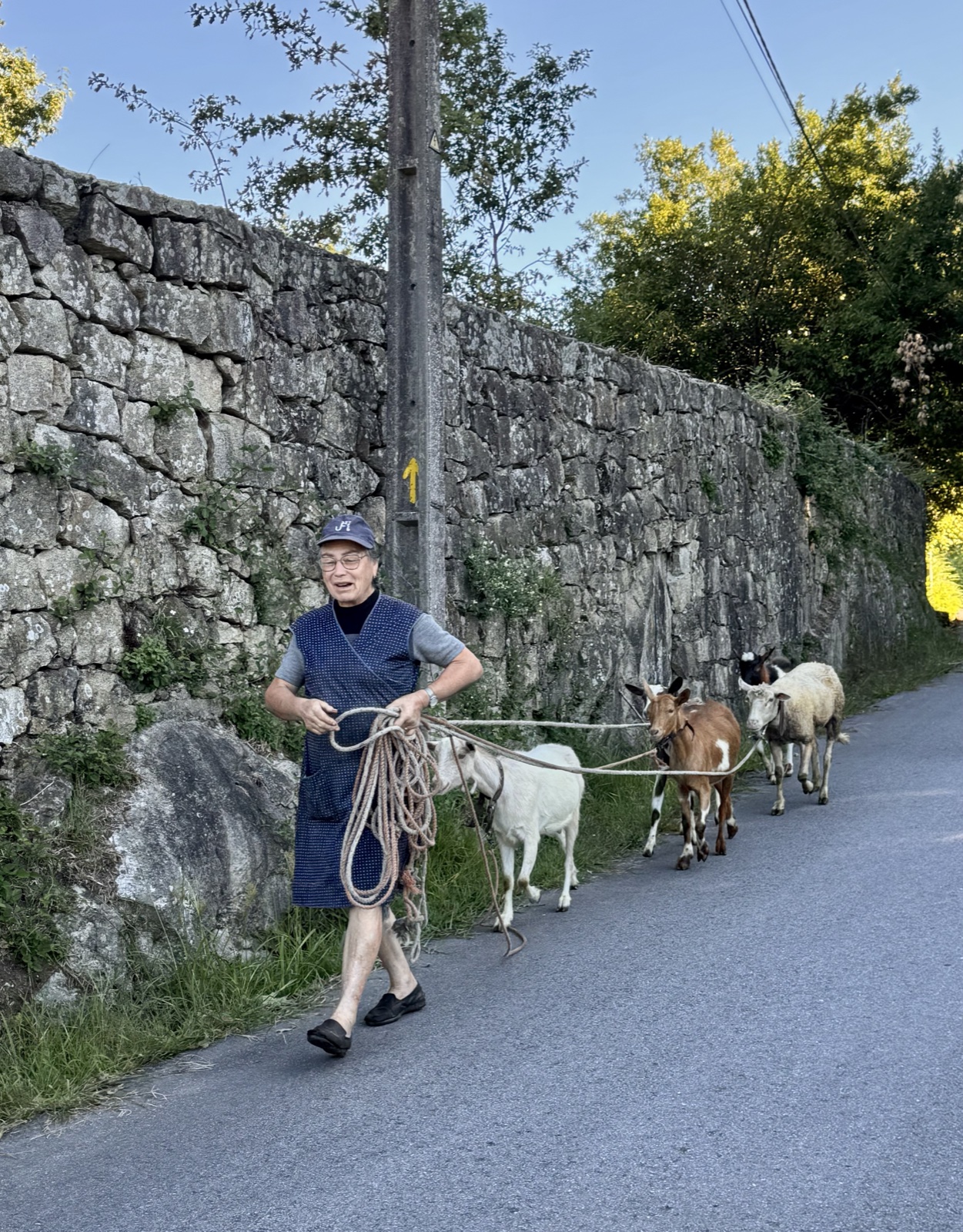 A local woman with a rope leading a line of goats along a road beside a stone wall.