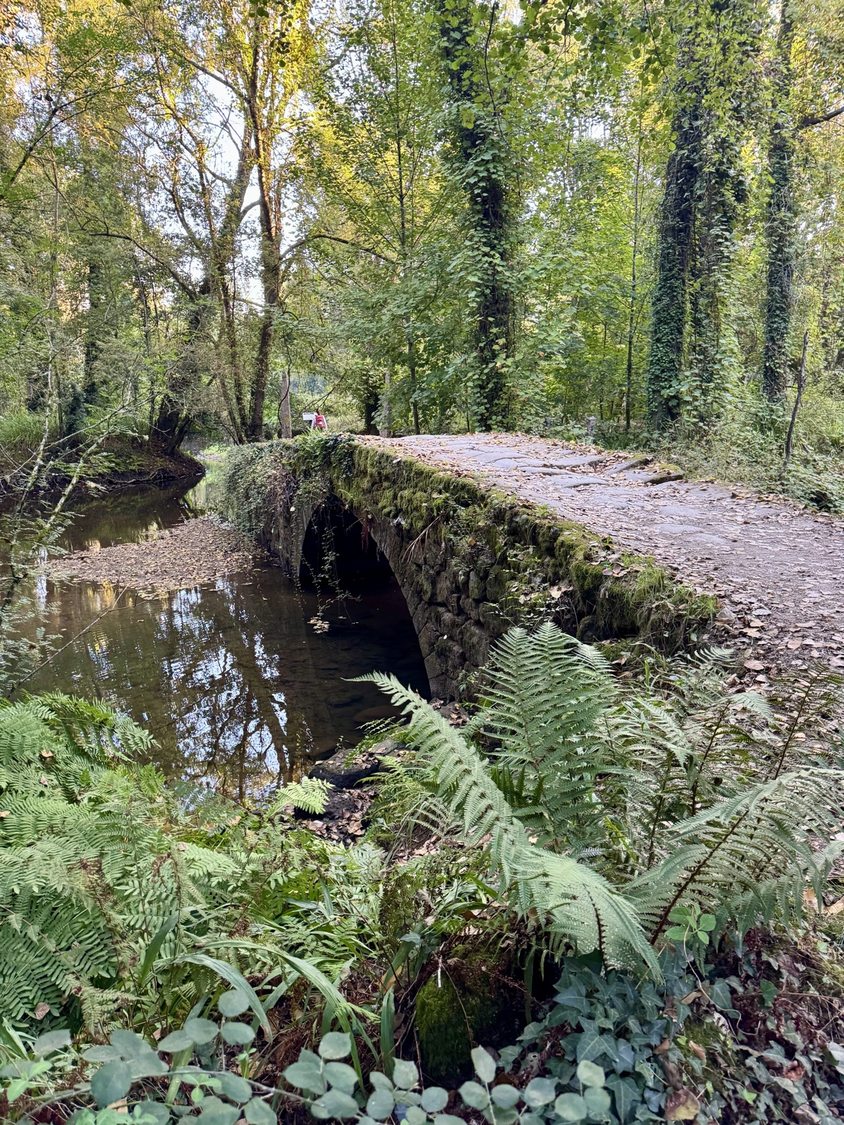 A low medieval stone bridge, mossed over and humpbacked, crossing a still stream in a green wood.