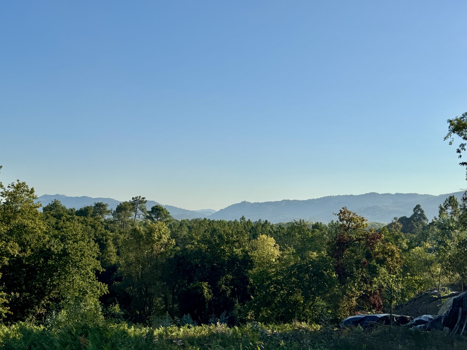 Wooded hills rolling away to a blue mountain ridge under a clear morning sky.