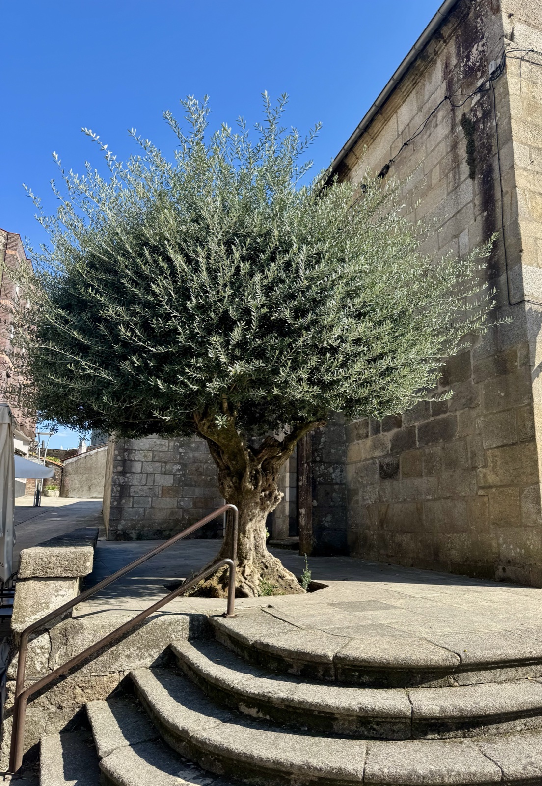 A gnarled old olive tree growing from a curved stone stairway beside a granite church wall.