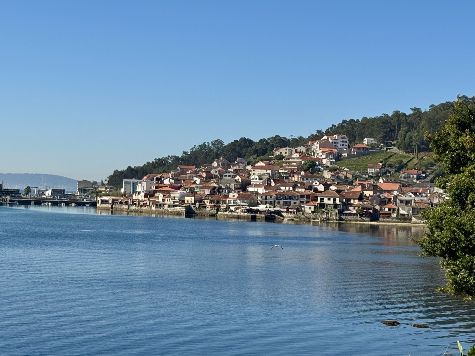 Combarro's houses climbing a wooded hill above calm blue water.