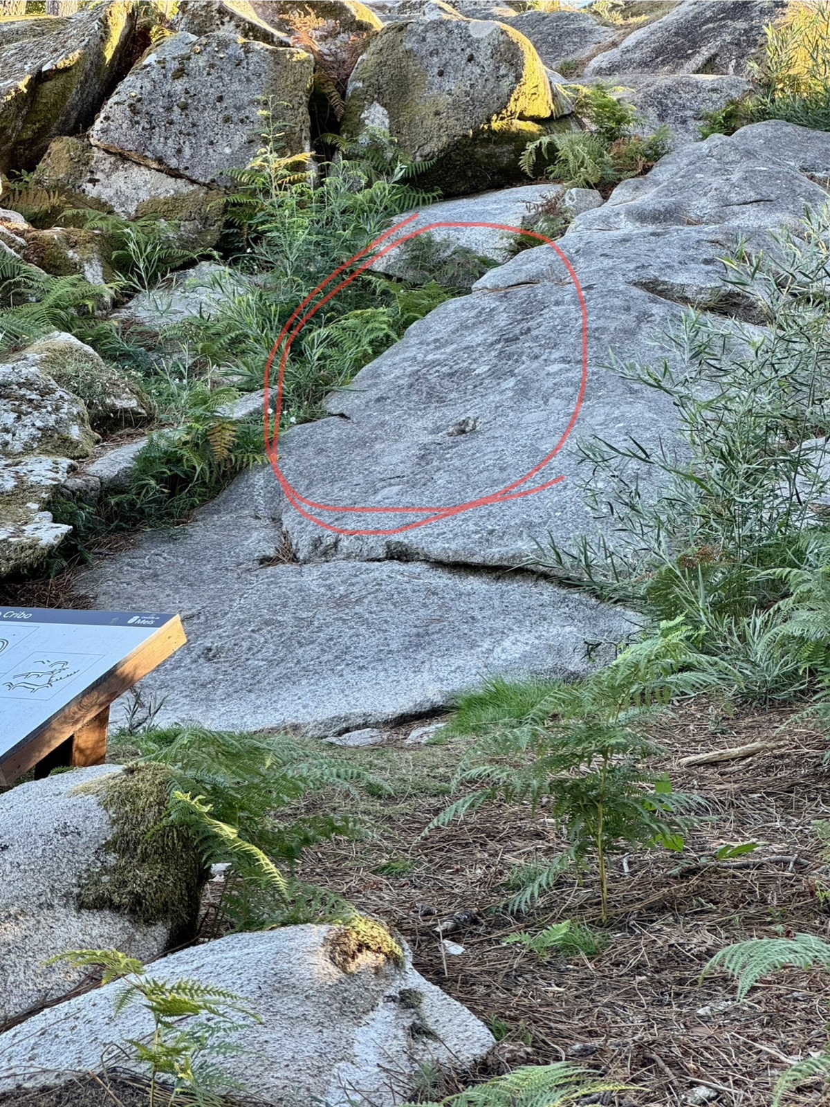 Granite boulders beside the trail among ferns, with a red circle drawn around a faint petroglyph carved into the rock and an information sign below.