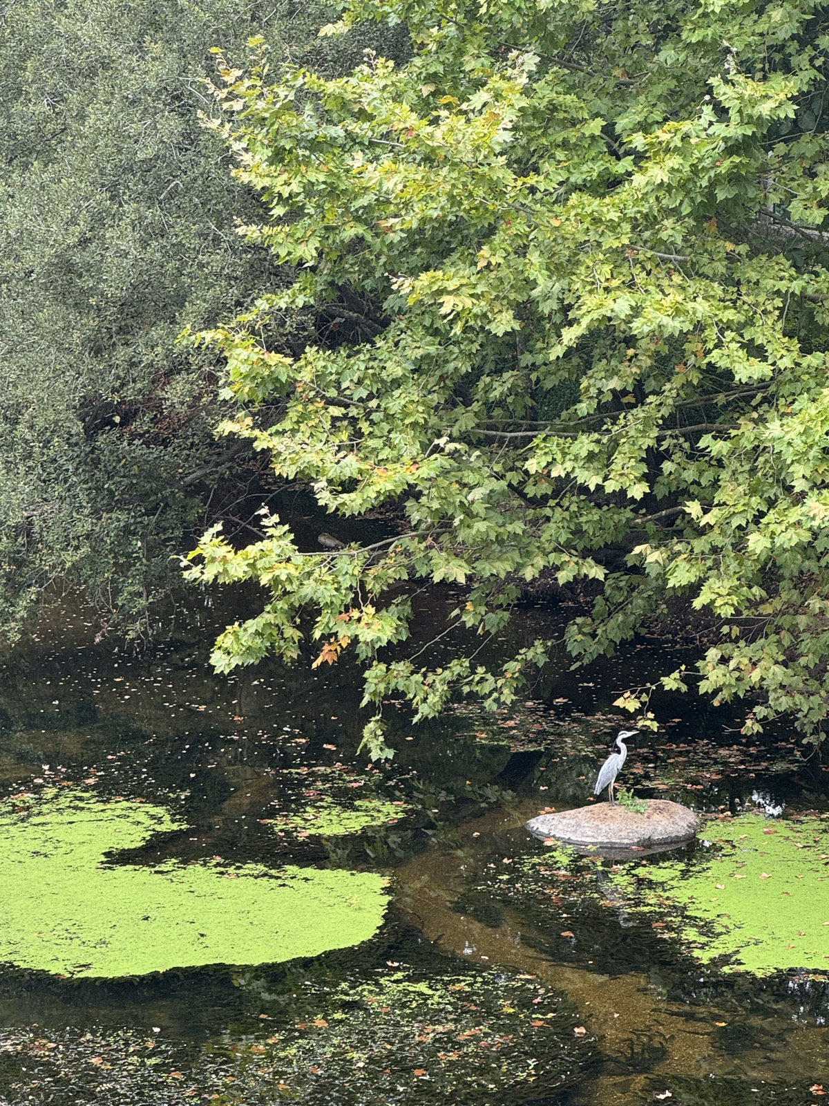 A white heron standing on a rock in a green pond, surrounded by leafy trees.