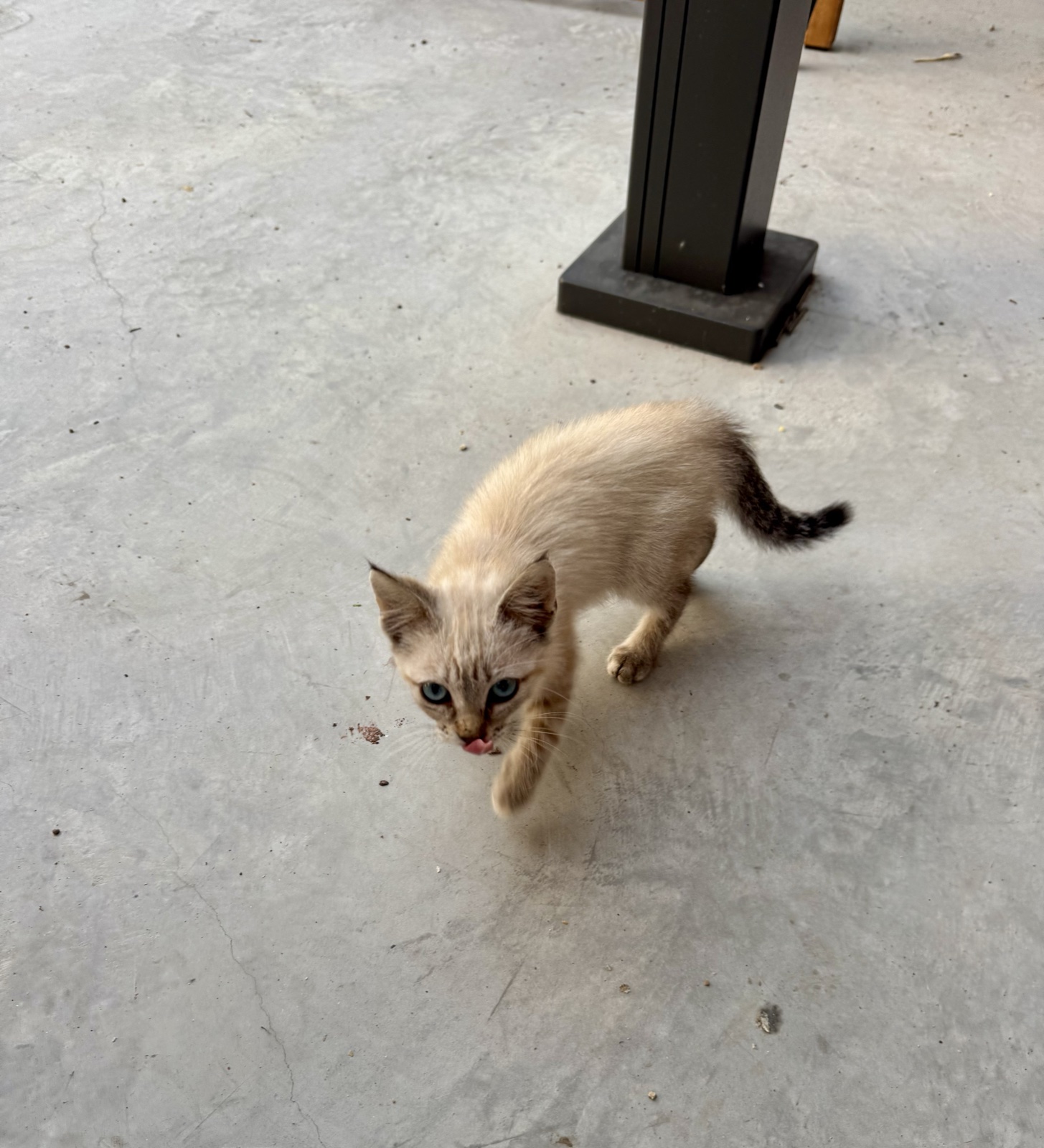 A small cream-colored kitten with dark ears and tail walking across a concrete floor.