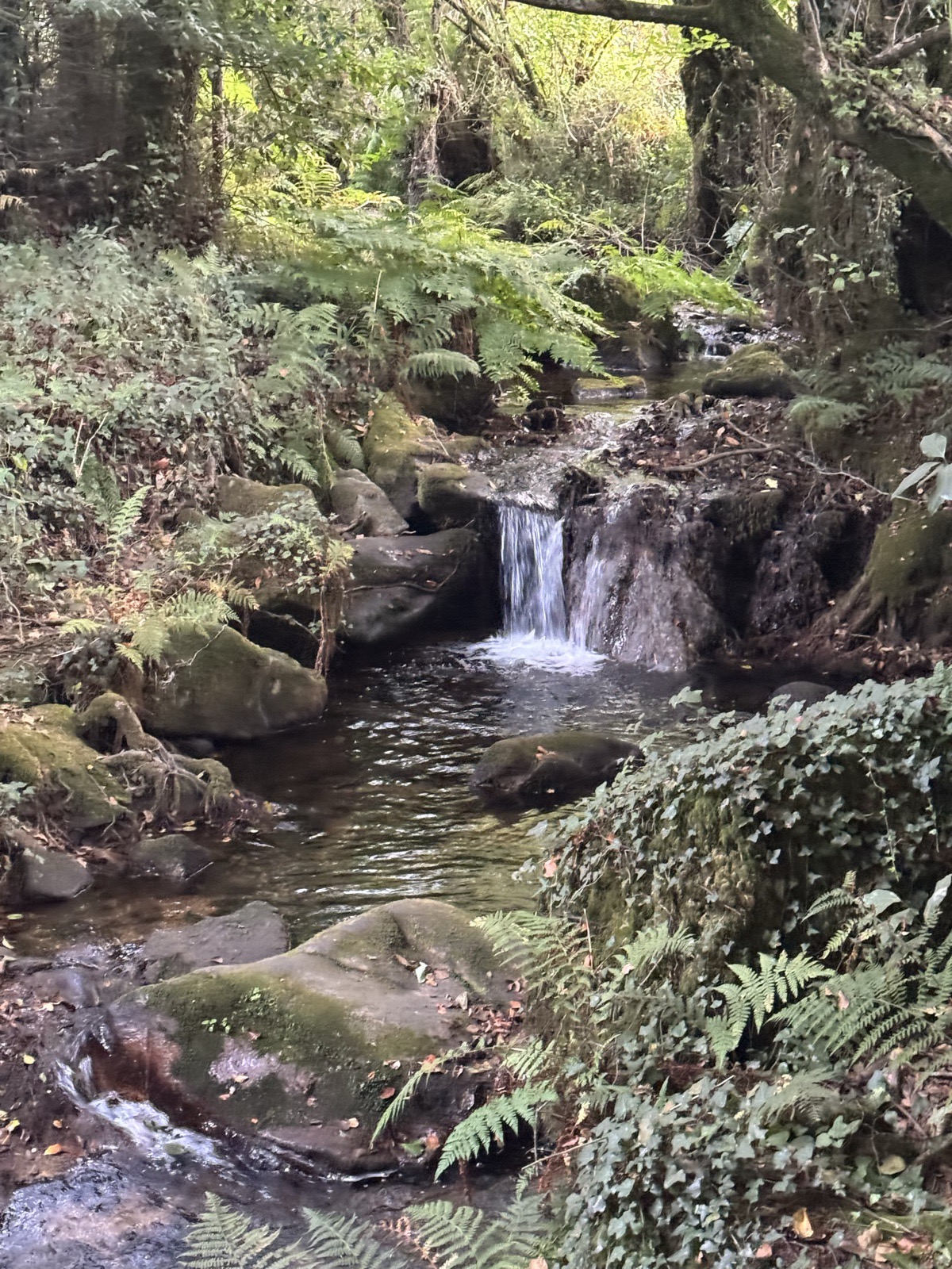 A small waterfall spilling between moss-covered rocks into a clear pool, ferns all around.