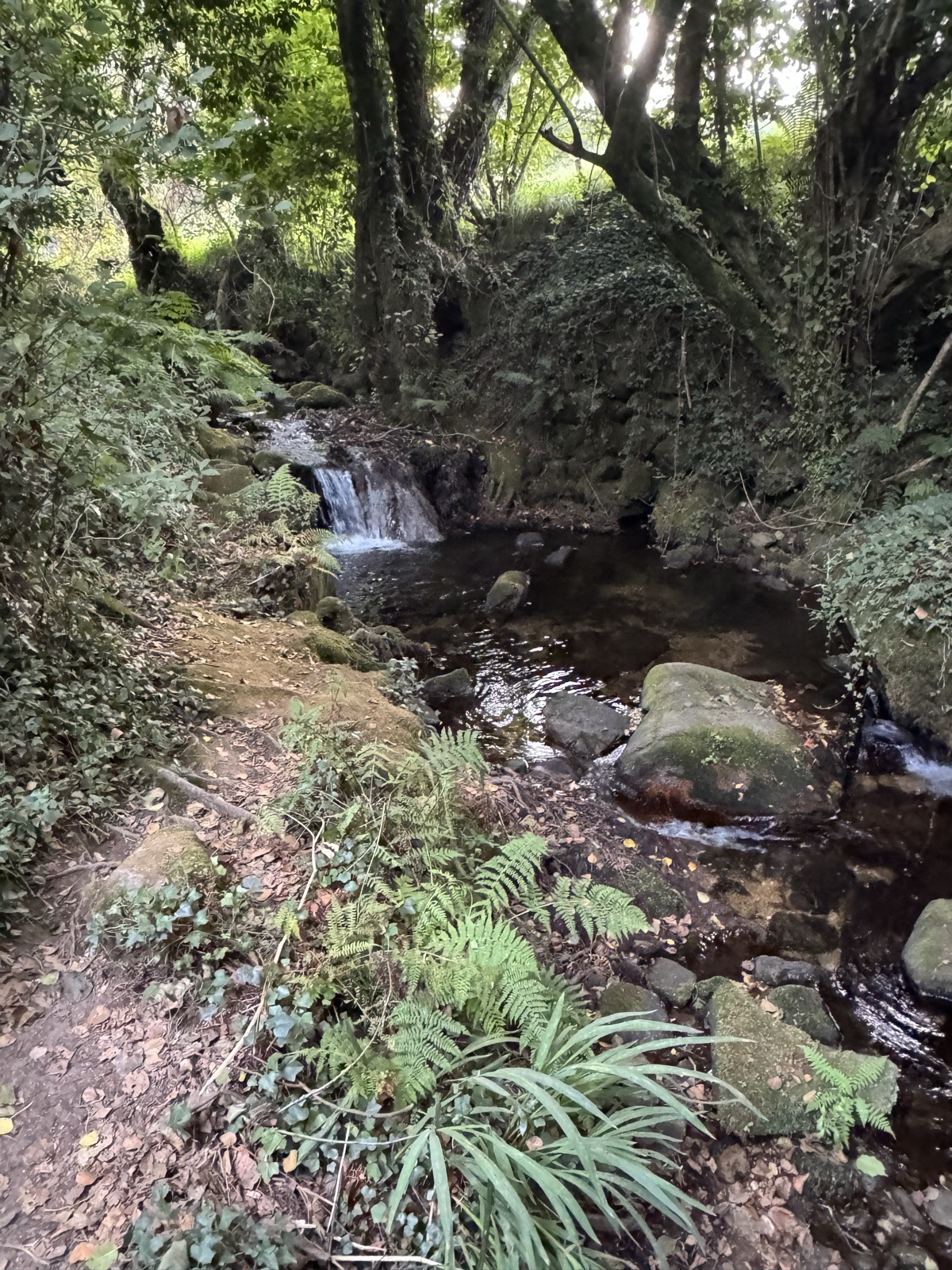 A stream running over mossy stones beside a leafy path lined with ferns under tall trees.