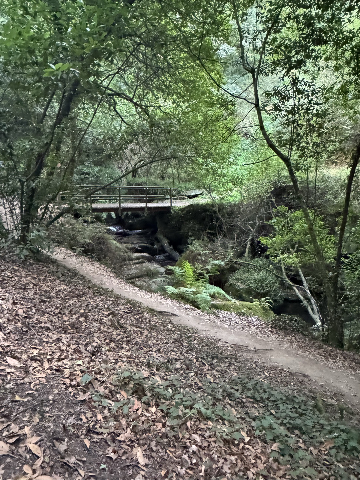 A leaf-covered trail curving down toward a small wooden footbridge in a green wooded valley.