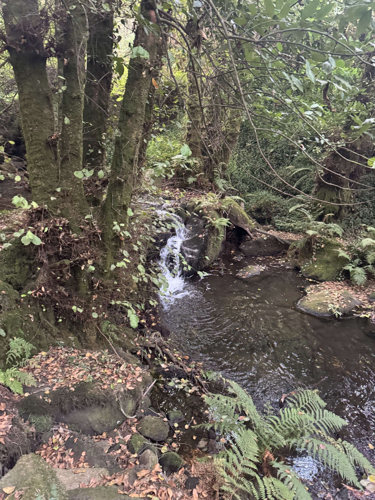 A narrow stream with a small cascade winding between mossy tree trunks and ferns.