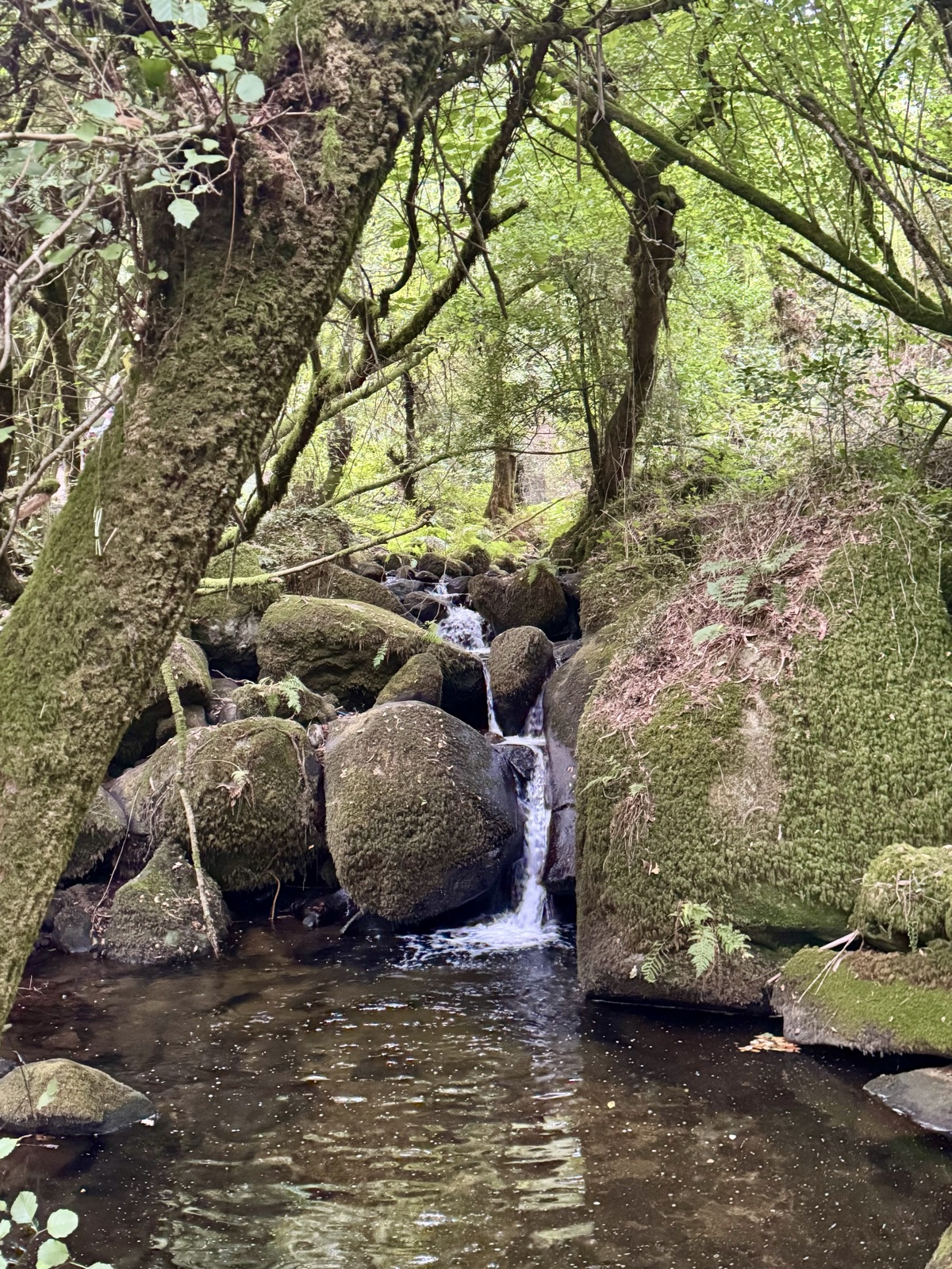 A waterfall tumbling between large moss-covered boulders into a dark pool beneath the trees.