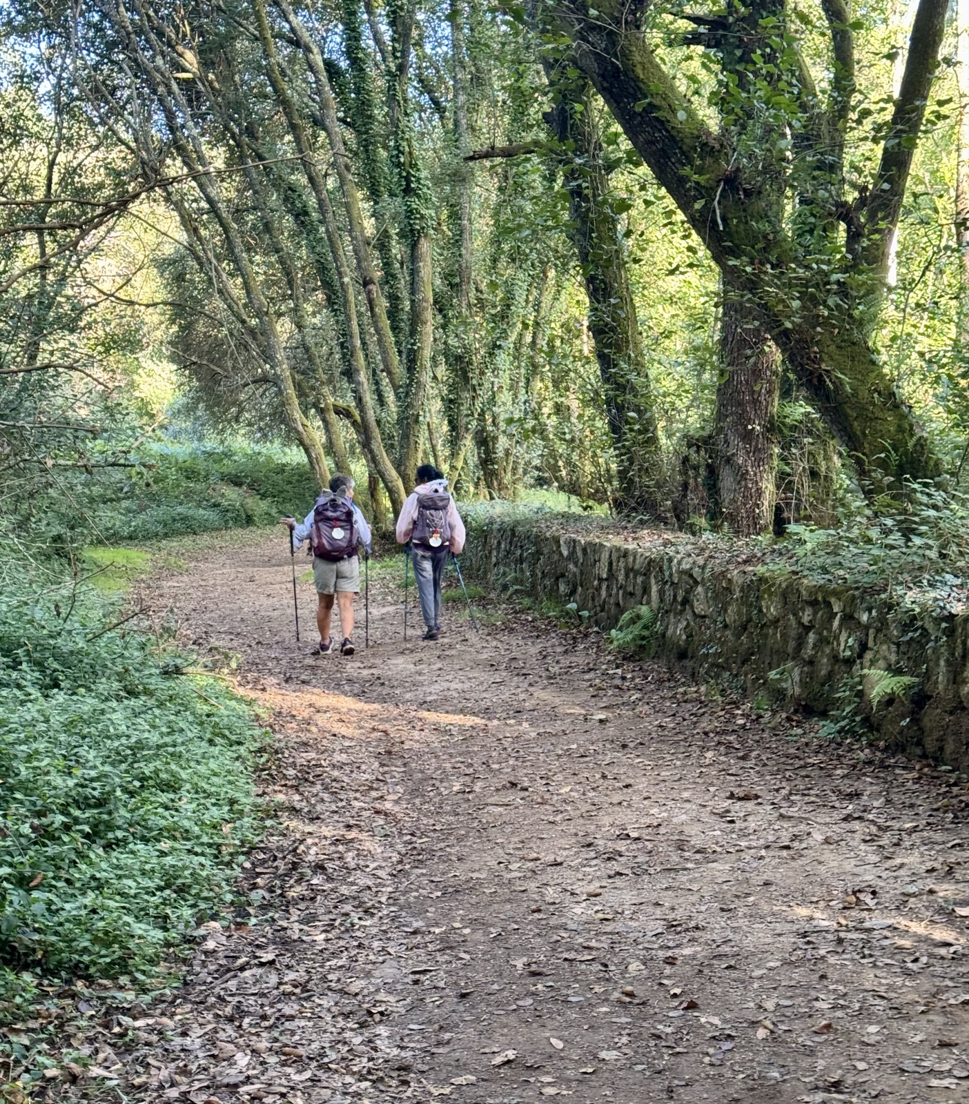 Two hikers with packs walking a wide dirt path under an arch of mossy trees beside a low stone wall.