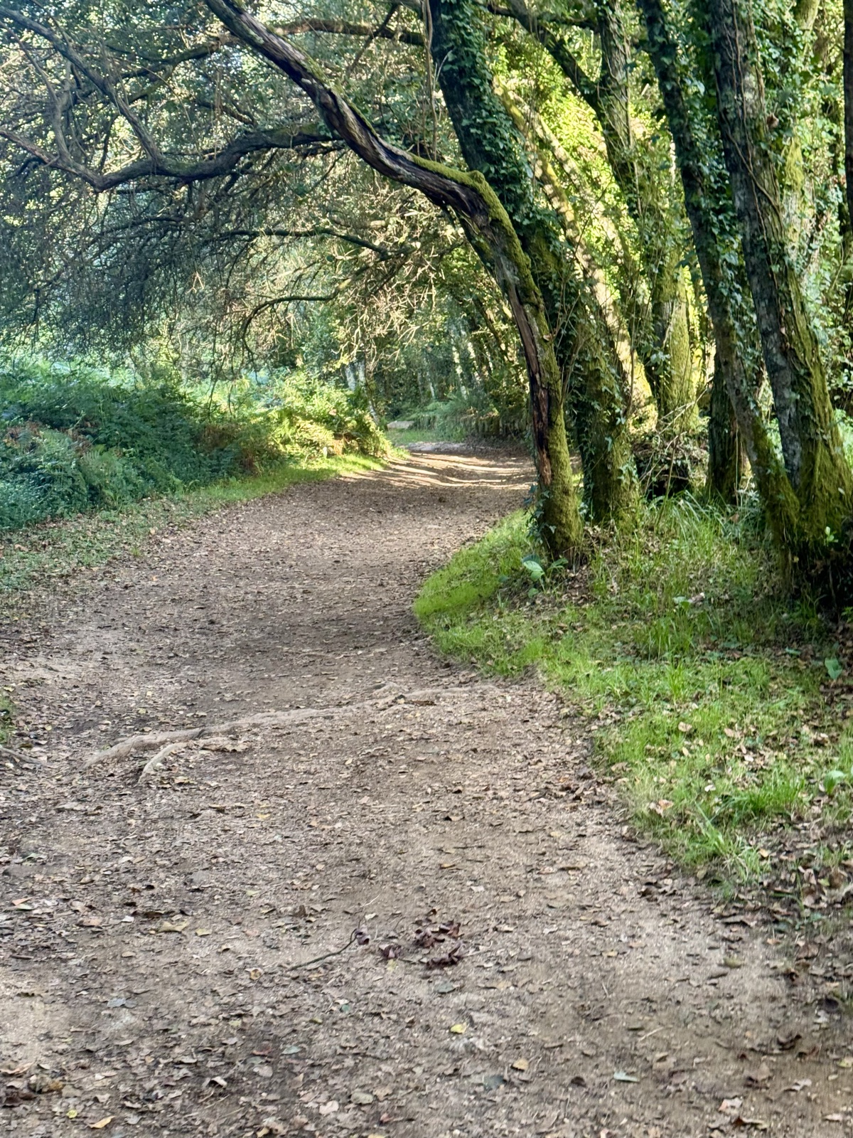 An empty dirt path curving through a tunnel of moss-covered trees.