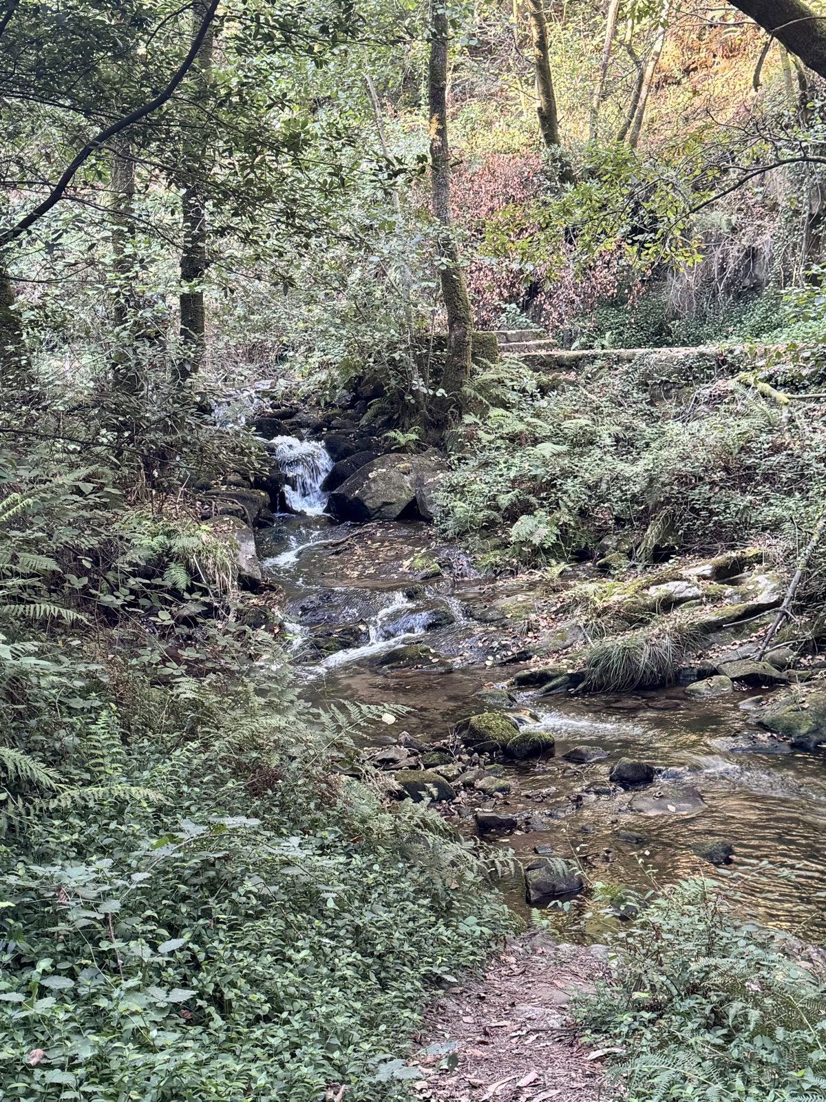 A stream with a small waterfall running through a fern-filled forest.